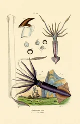 Giant Squid